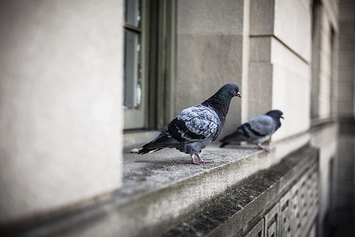 Pigeons sur le rebord d’une fenêtre Pigeons sur le rebord d’une fenêtre