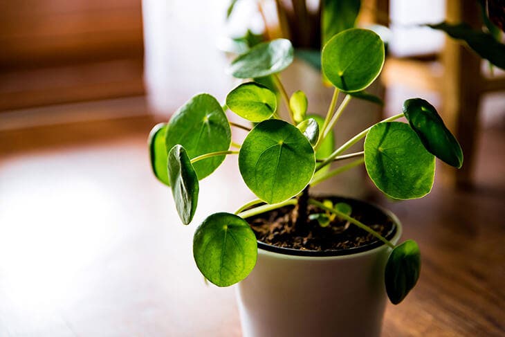 Pilea peperomioides