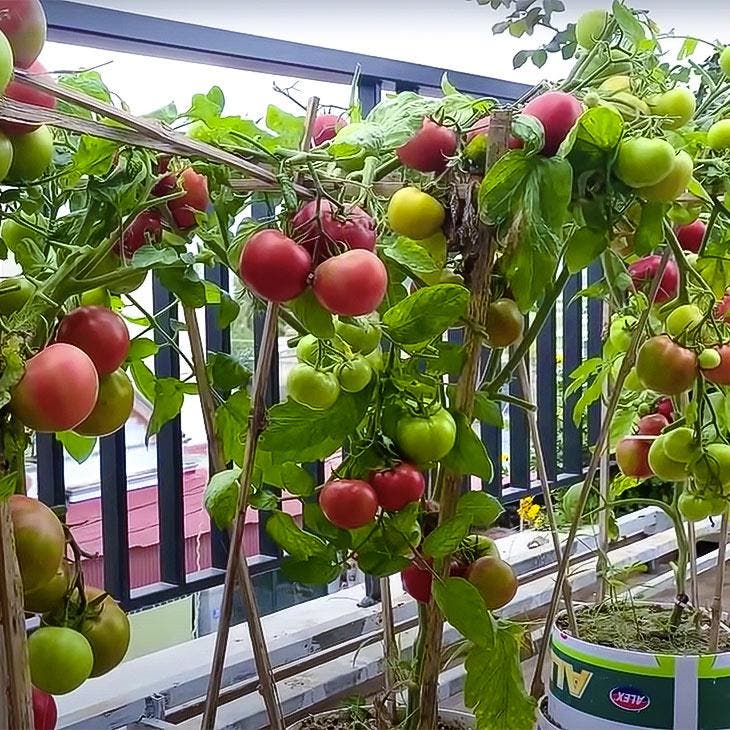 Tomatenpflanze_