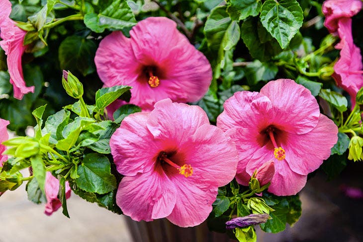 potted hibiscus plant
