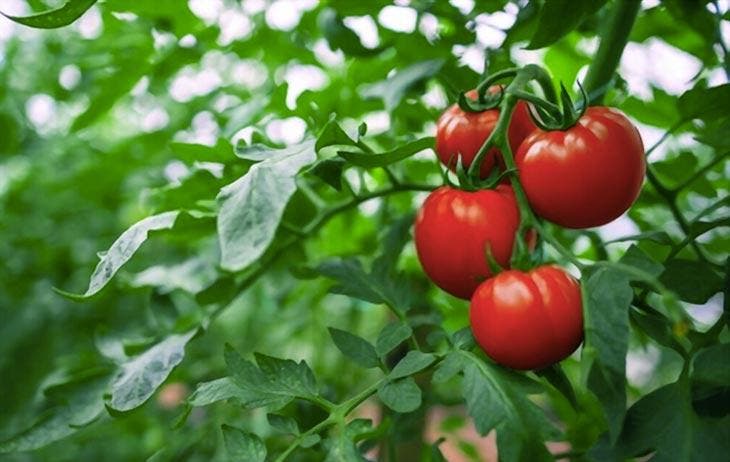 planter des tomates