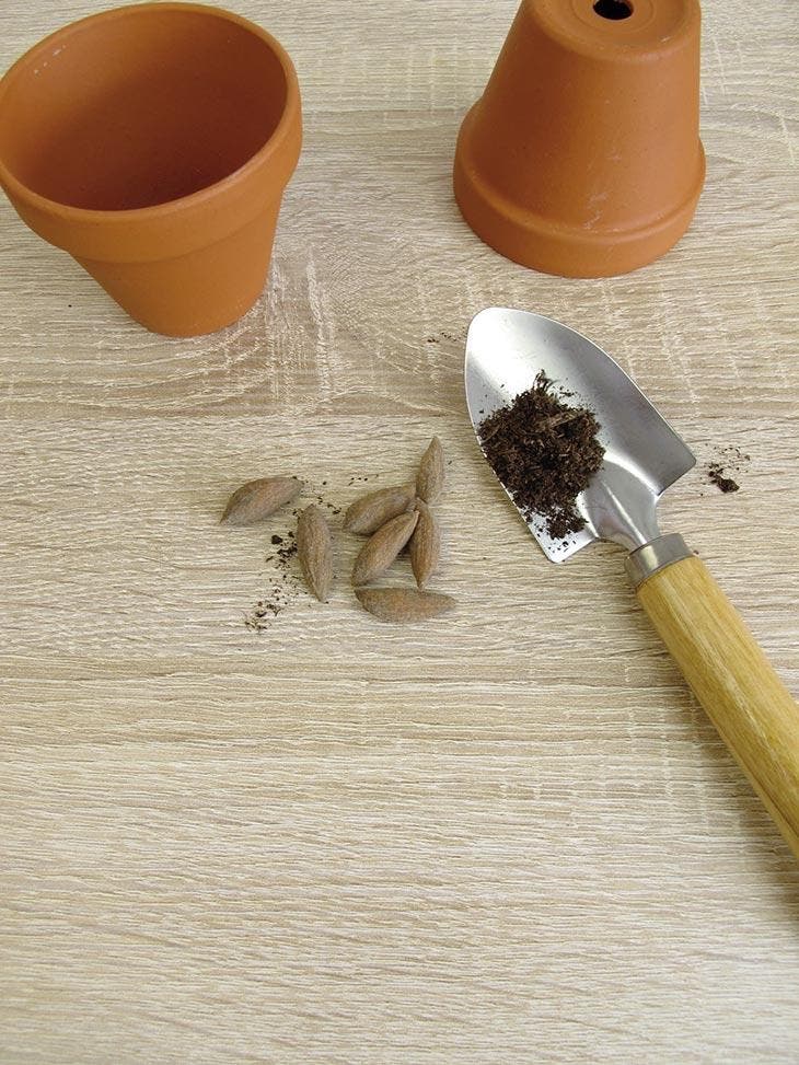 Plantar el hueso de aceituna en tierra y tierra para macetas.