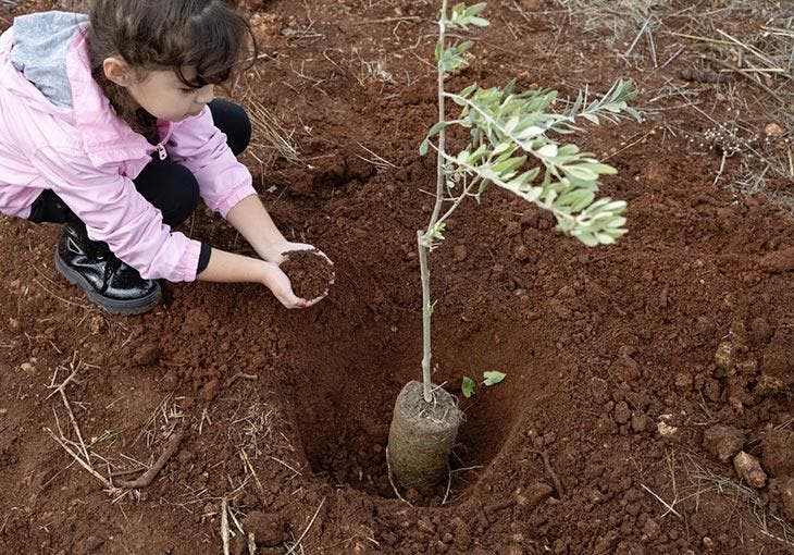 Plantar el olivo en un hoyo en el suelo