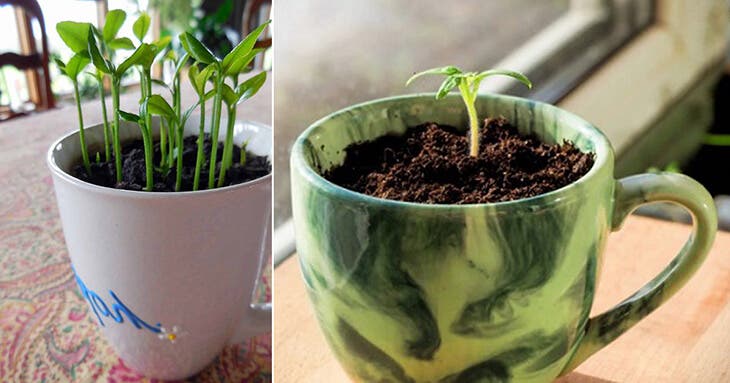 Planter un petit citronnier dans une tasse