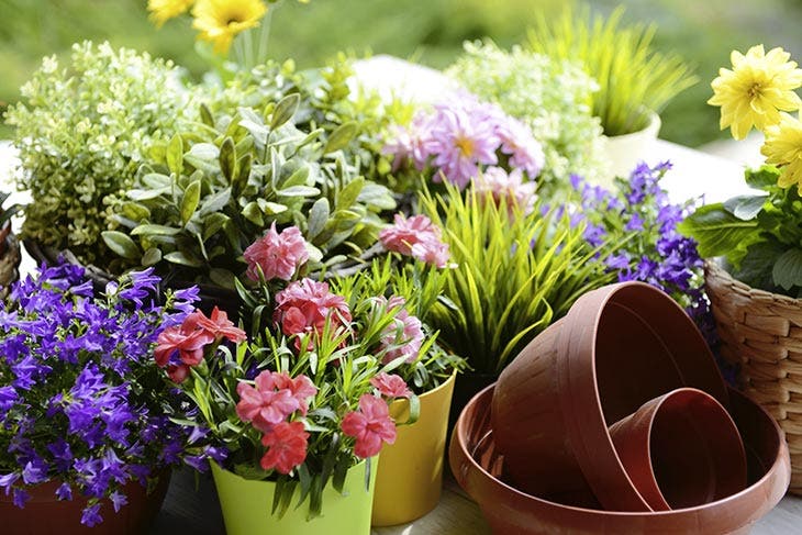 Plantas con flores cultivadas al aire libre