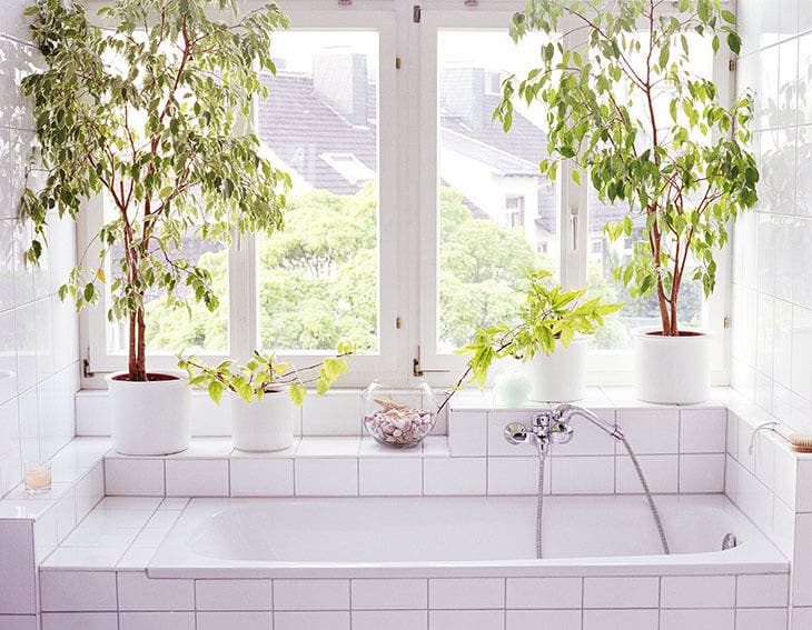 plantas en el baño