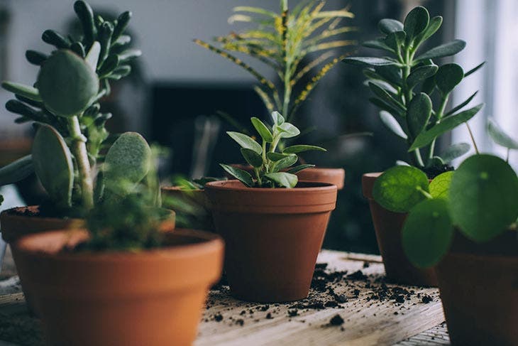 plantas de interior