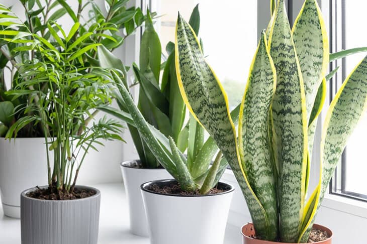 Indoor plants 7