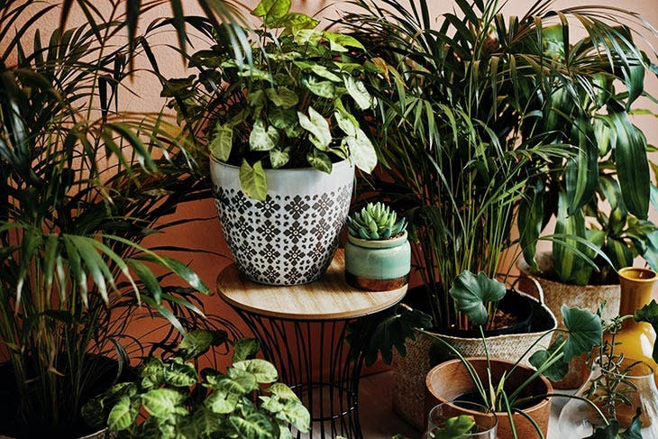 plantas de interior