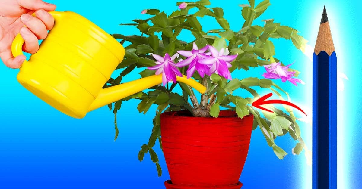 Plantes d’intérieur : à quelle fréquence arroser ? Utilisez l’astuce du crayon pour ne plus vous trompe