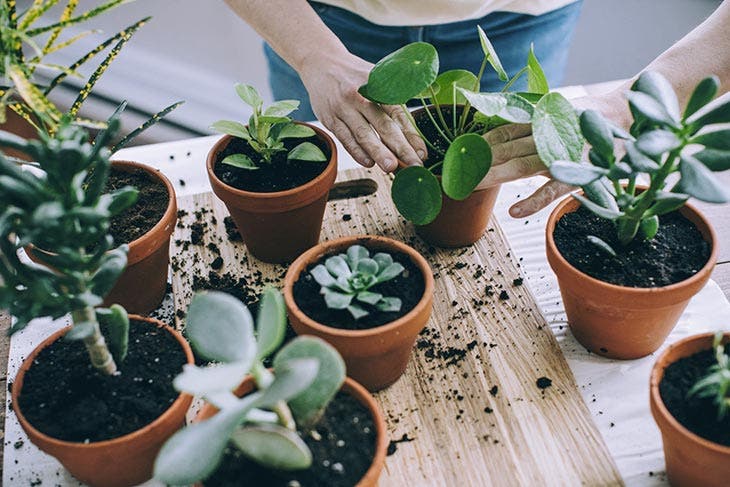 Plantas en macetas de interior