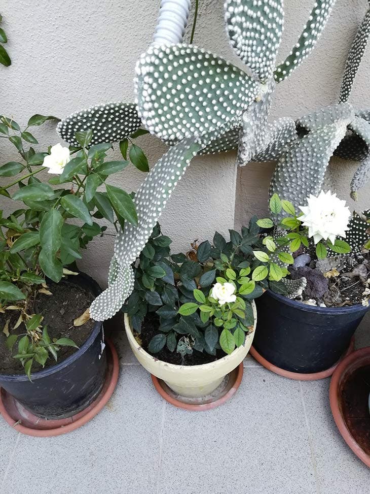 piante da esterno