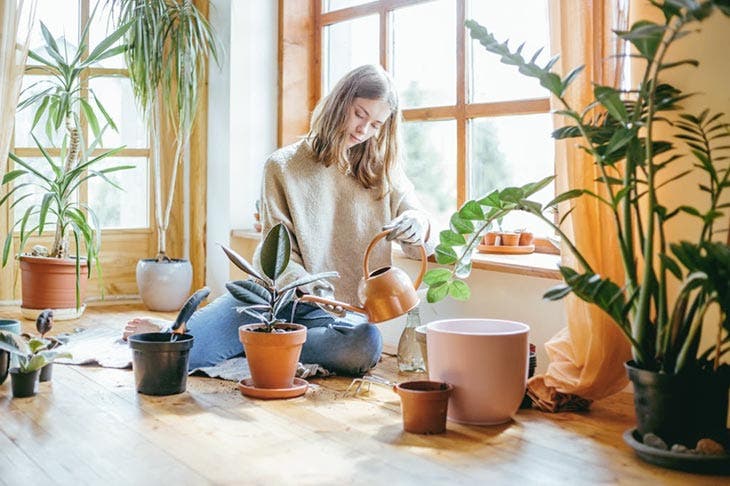 Plantes vertes d’intérieur