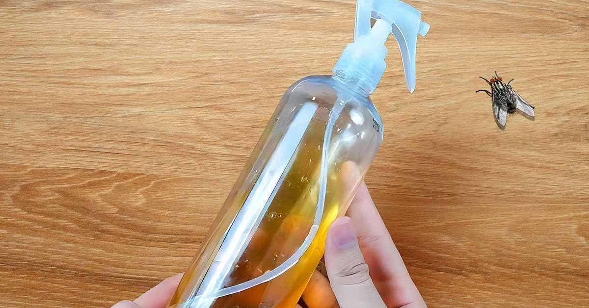 Comment se débarrasser des moucherons ? Nos 6 astuces