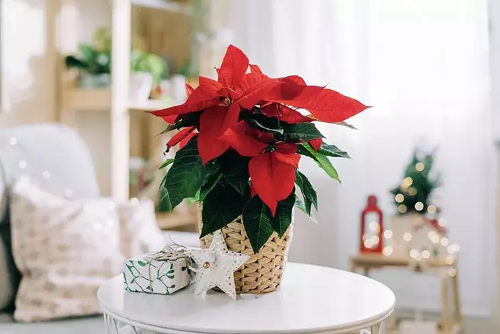 Mai mettere queste piante sul davanzale della finestra, dopo pochi giorni moriranno 4 Stelle di Natale