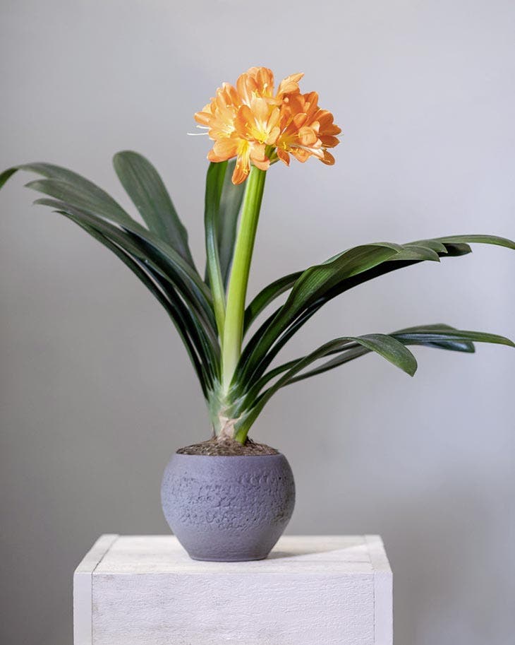 Pot de clivia