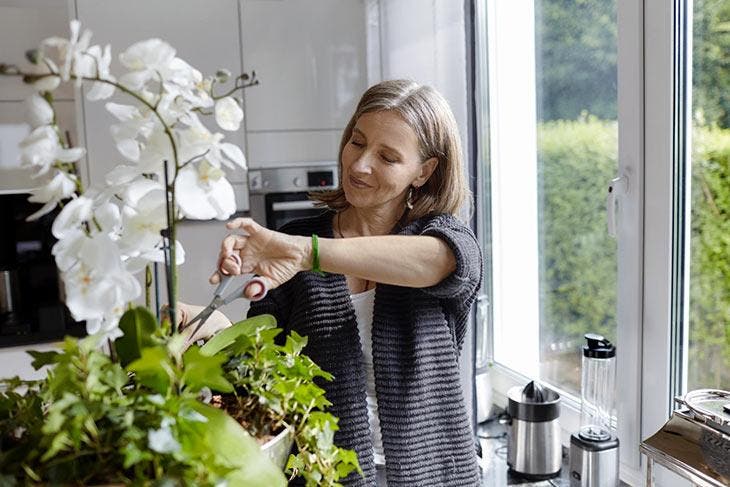 Para ayudar a que sus plantas vuelvan a florecer, corte las partes muertas