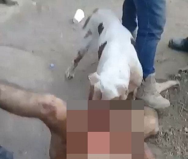 un chien attaque les parties génitales d’un violeur sans cœur