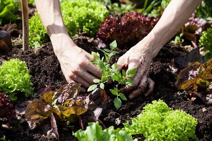 Para obtener una buena cosecha, piensa en la disposición de tu huerto y en la asociación de plantas