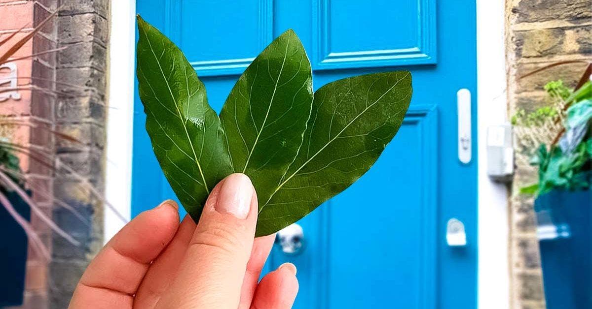 Les multiples usages des feuilles de laurier : cuisine, beauté, santé