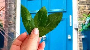 Pourquoi beaucoup de gens mettent-ils des feuilles de laurier devant leur porte001