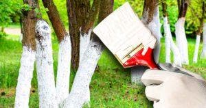 Pourquoi certains arbres sont-ils peints en blanc