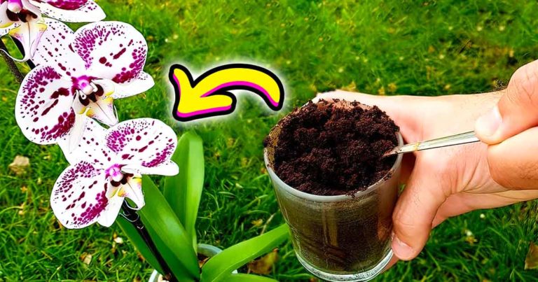 Comment faire refleurir une orchidée avec du café