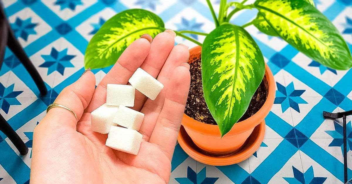 Pourquoi doit-on verser du sucre sur les plantes1001