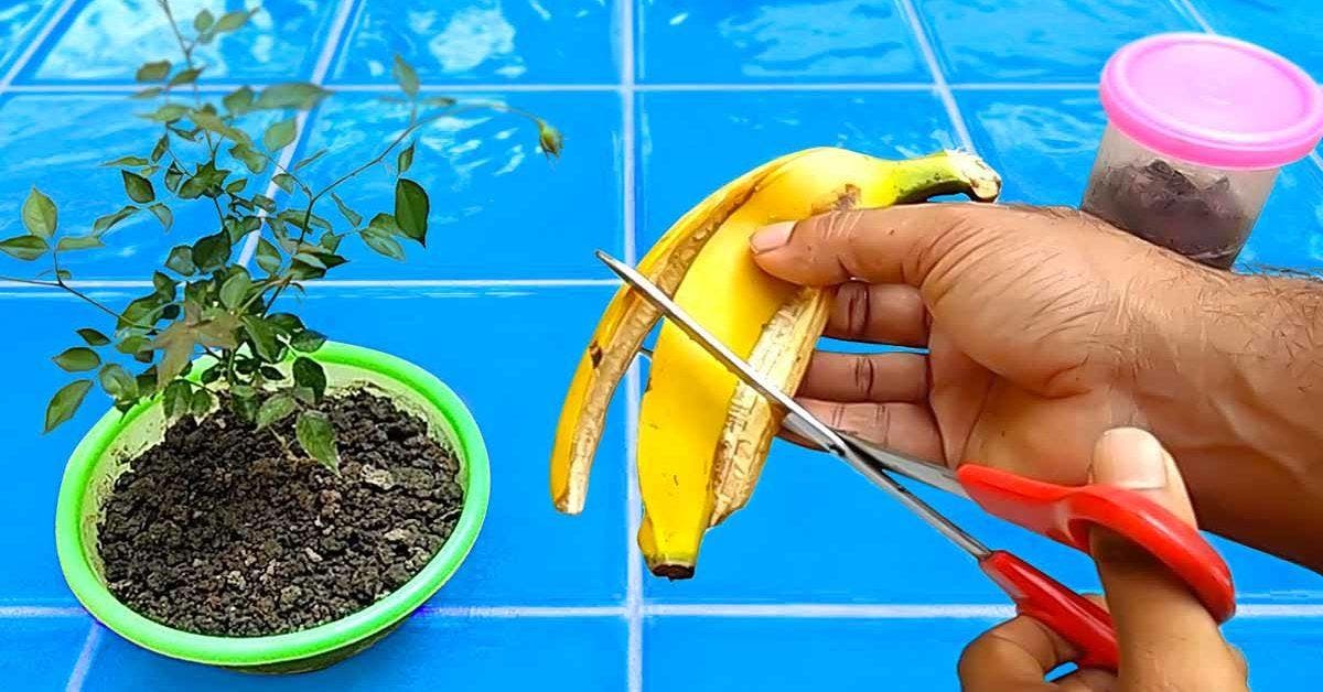 Pourquoi est-ce important de mettre des peaux de bananes sur vos plantes _ L’astuce géniale des jardiniers malins_