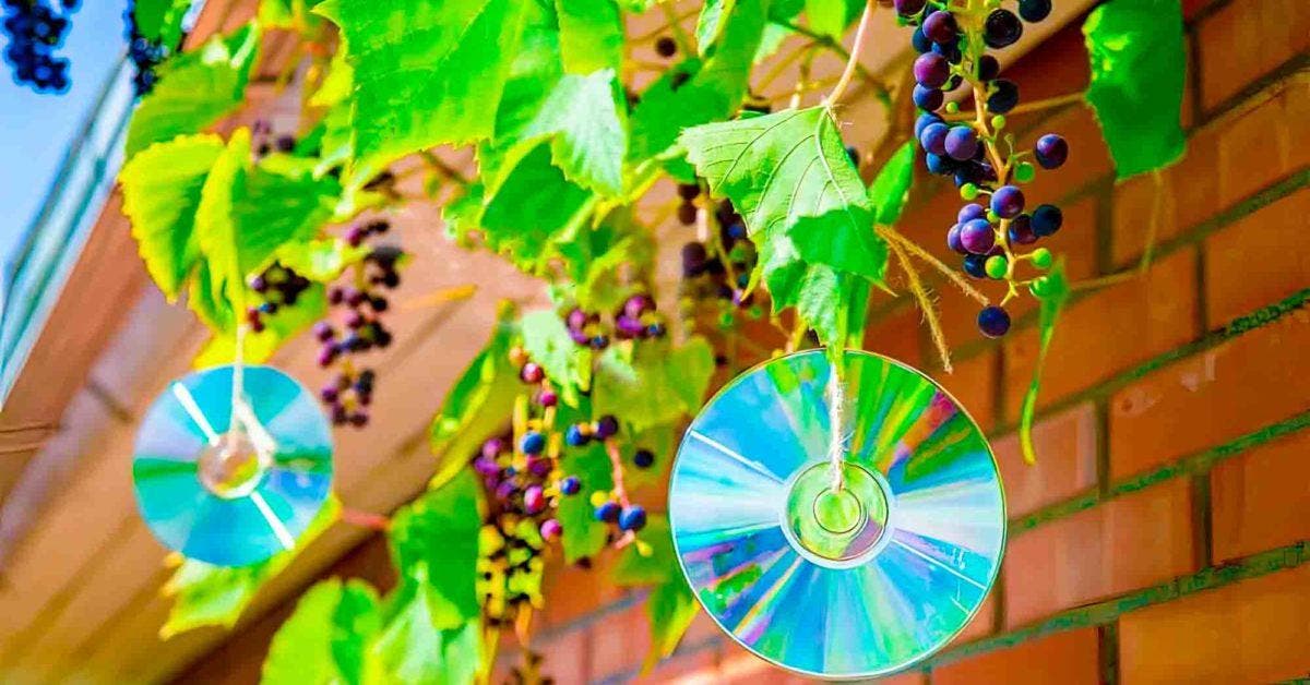 Pourquoi est-il astucieux d’accrocher des CD aux arbres