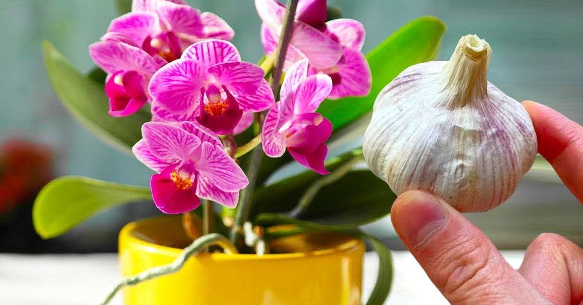 Pourquoi est-il astucieux de mettre de l’ail sur votre orchidée _