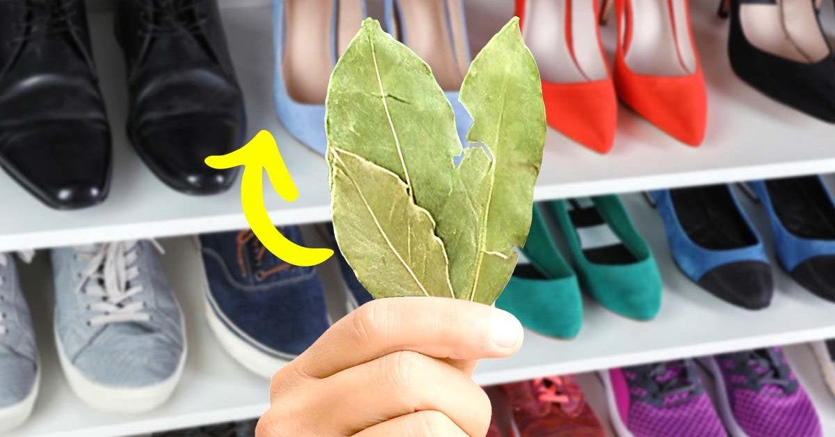 Pourquoi est-il astucieux de mettre des feuilles de laurier dans le placard à chaussures