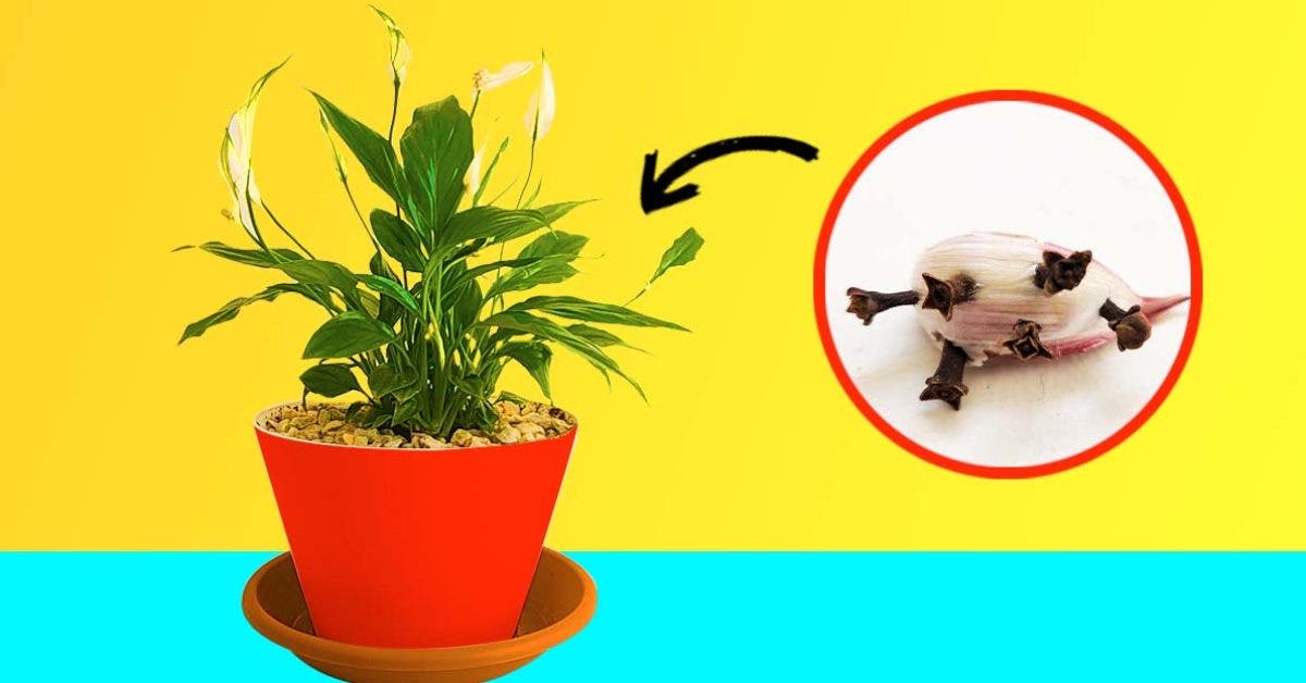 Pourquoi est-il astucieux de mettre une gousse d'ail dans les pots de fleurs