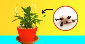Pourquoi est-il astucieux de mettre une gousse d'ail dans les pots de fleurs