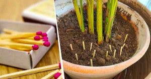 Pourquoi est-il astucieux de planter des allumettes dans les pots