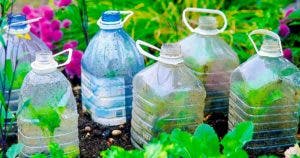Pourquoi est-il important de planter des bouteilles en plastique dans le jardin en octobre001