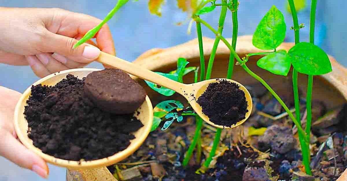 Pourquoi est-il nécessaire de verser le marc de café sur vos plantes