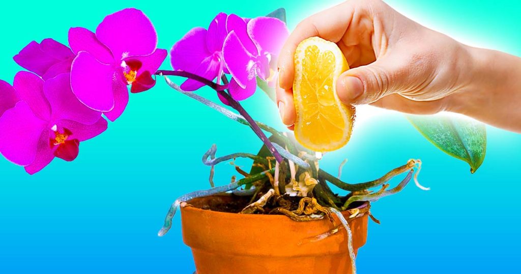 Comment faire pousser de belles orchidées à la maison ? 4 secrets à