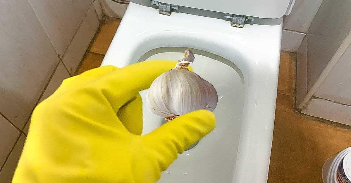 Pourquoi faut-il mettre de l’ail dans vos toilettes