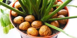 coquilles de noix sur les plantes