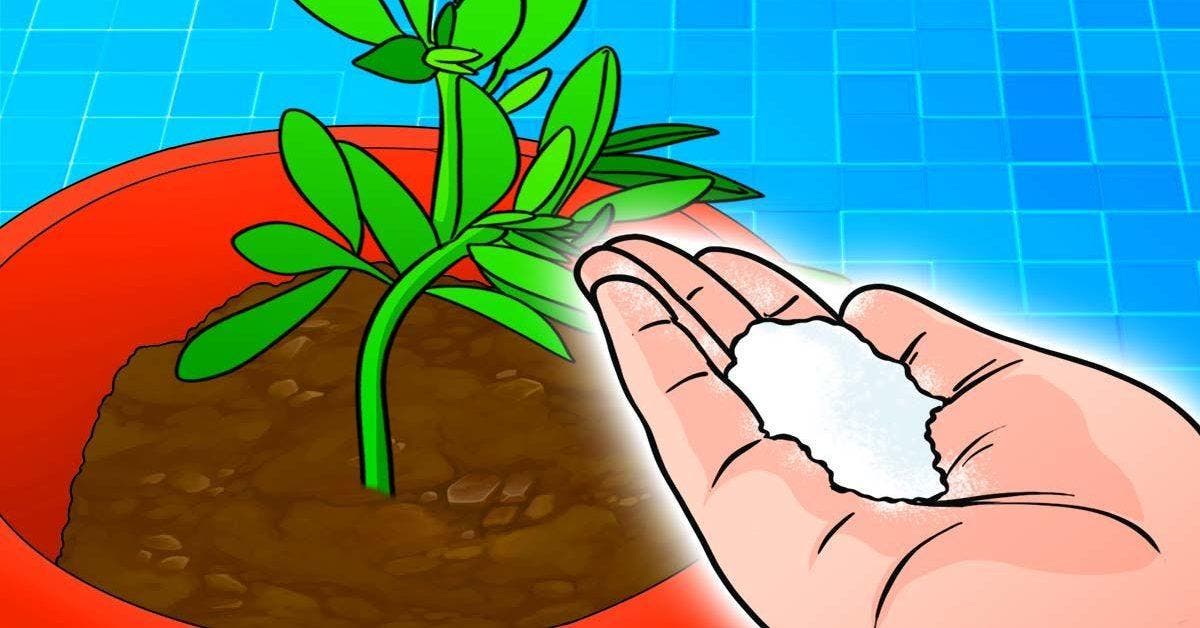 Pourquoi faut-il saupoudrer du sel sur vos plantes