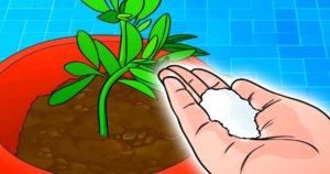 Pourquoi faut-il saupoudrer du sel sur vos plantes
