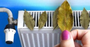 Pourquoi faut-il toujours mettre des feuilles de laurier sur votre radiateur ? L’astuce pour faire de belles économies cet hiver