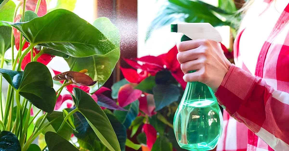 Pourquoi faut-il vaporiser les plantes d'intérieur avec de l'eau et du vinaigre