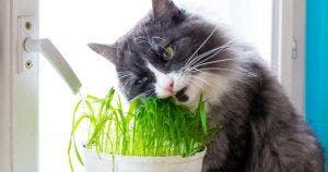 Pourquoi les chats aiment-ils la valériane et l’herbe à chat001