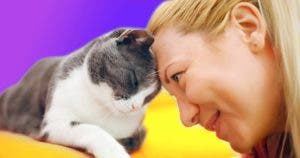 Pourquoi les chats aiment-ils les femmes plus que les hommes