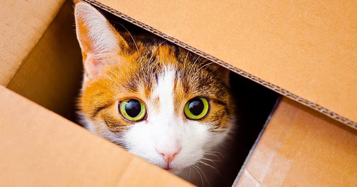 Pourquoi les chats aiment ils se cacher dans des boites en carton001
