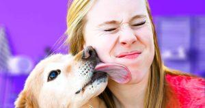 Pourquoi les chiens lèchent-ils leurs maîtres final