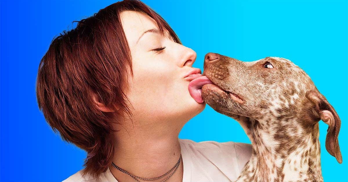 Pourquoi les chiens lèchent-ils leurs maîtres final