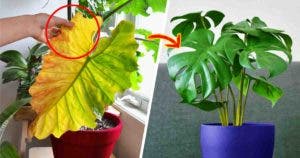 Pourquoi les feuilles de vos plantes jaunissent-elles_